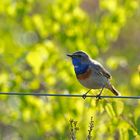 Blaukehlchen im Gegenlicht