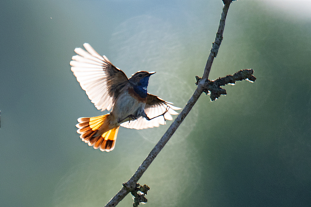 Blaukehlchen im Gegenlicht