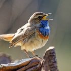 Blaukehlchen im Gegenlicht, danke an Stephan für den Tip