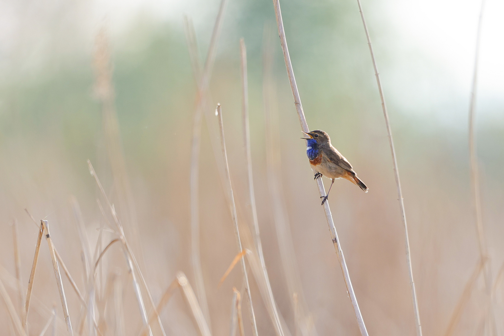 Blaukehlchen im Habitat