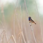 Blaukehlchen im Habitat