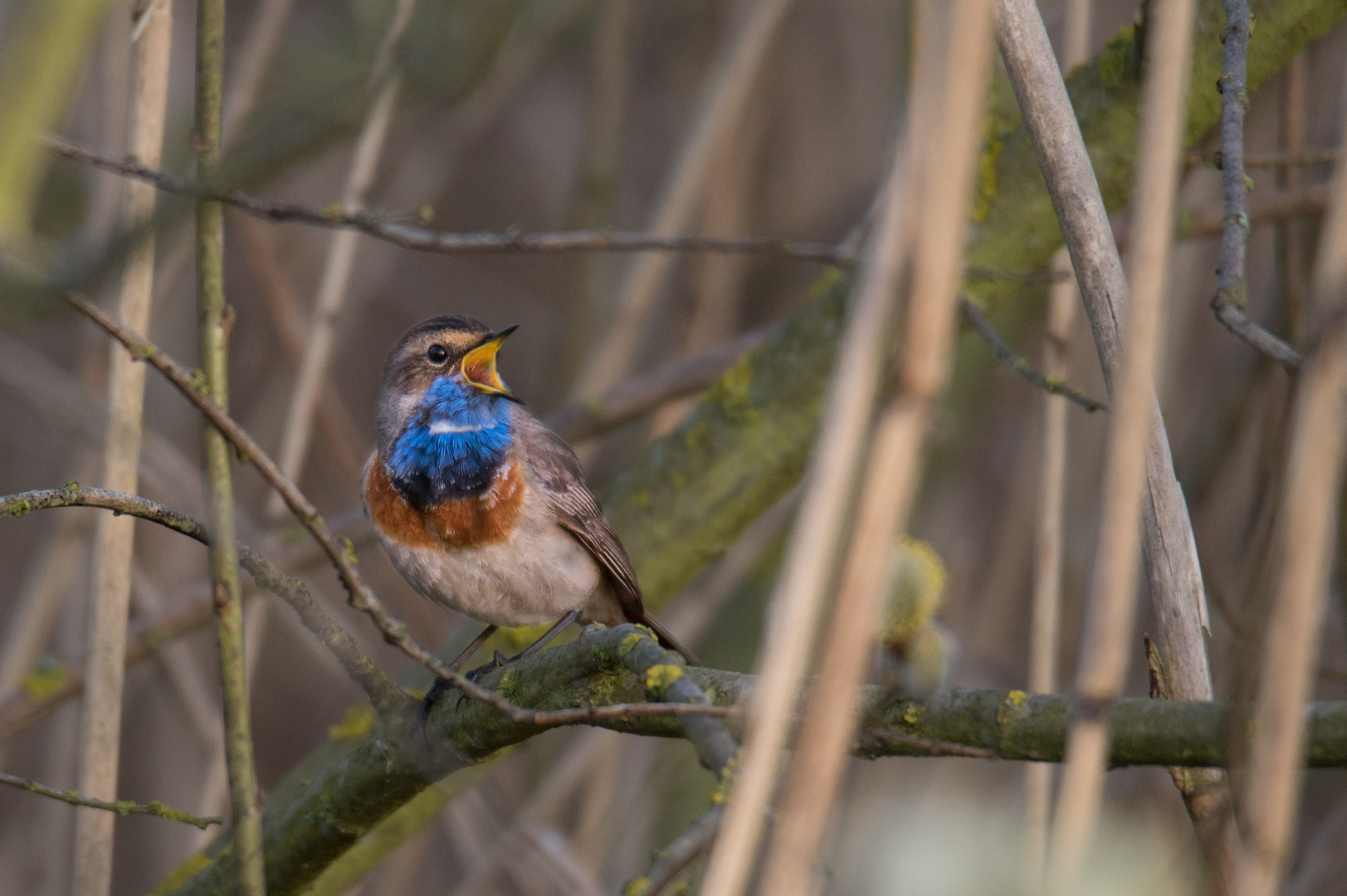 Blaukehlchen im März 2021