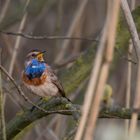 Blaukehlchen im März 2021