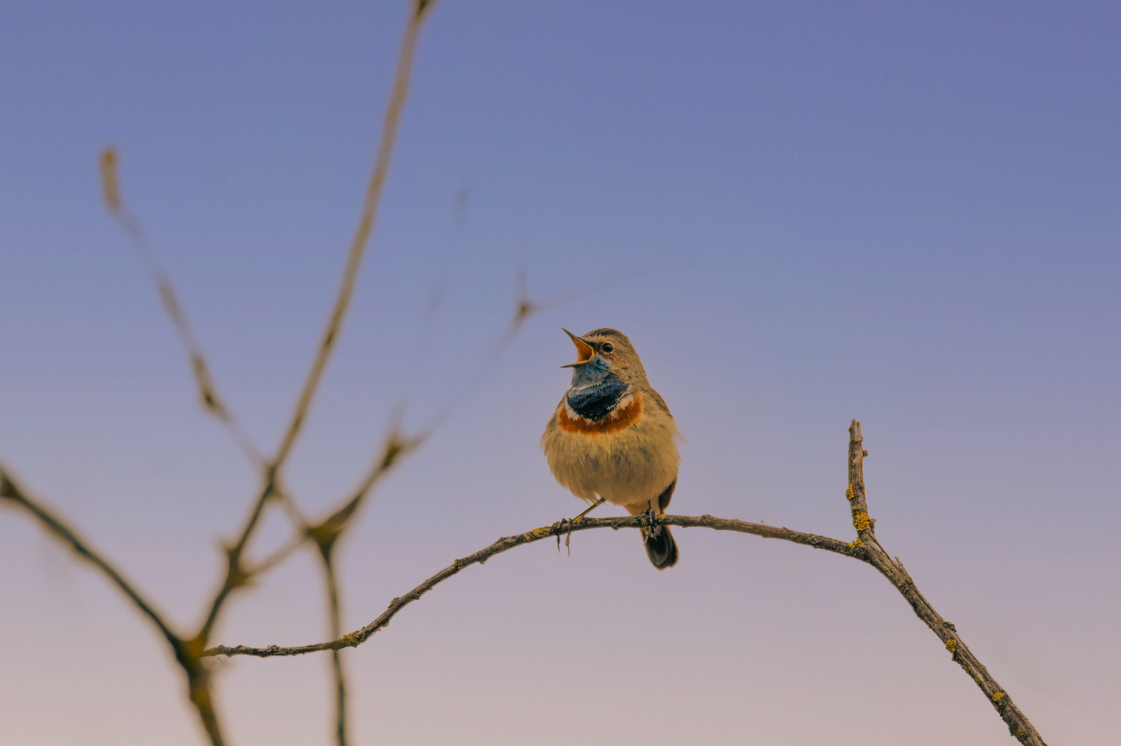 Blaukehlchen im März 2024