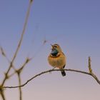 Blaukehlchen im März 2024