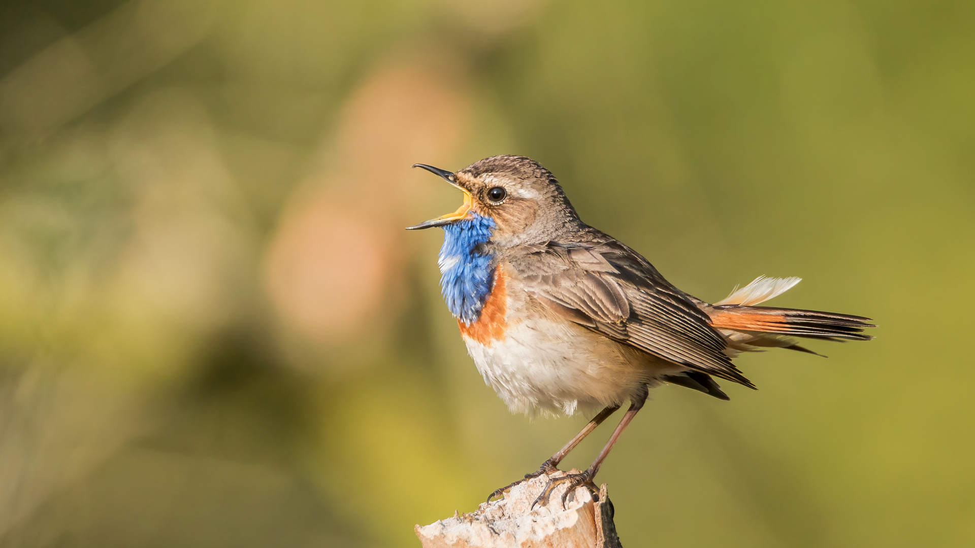 Blaukehlchen im Morgenlicht