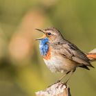 Blaukehlchen im Morgenlicht