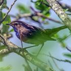 Blaukehlchen im Profil