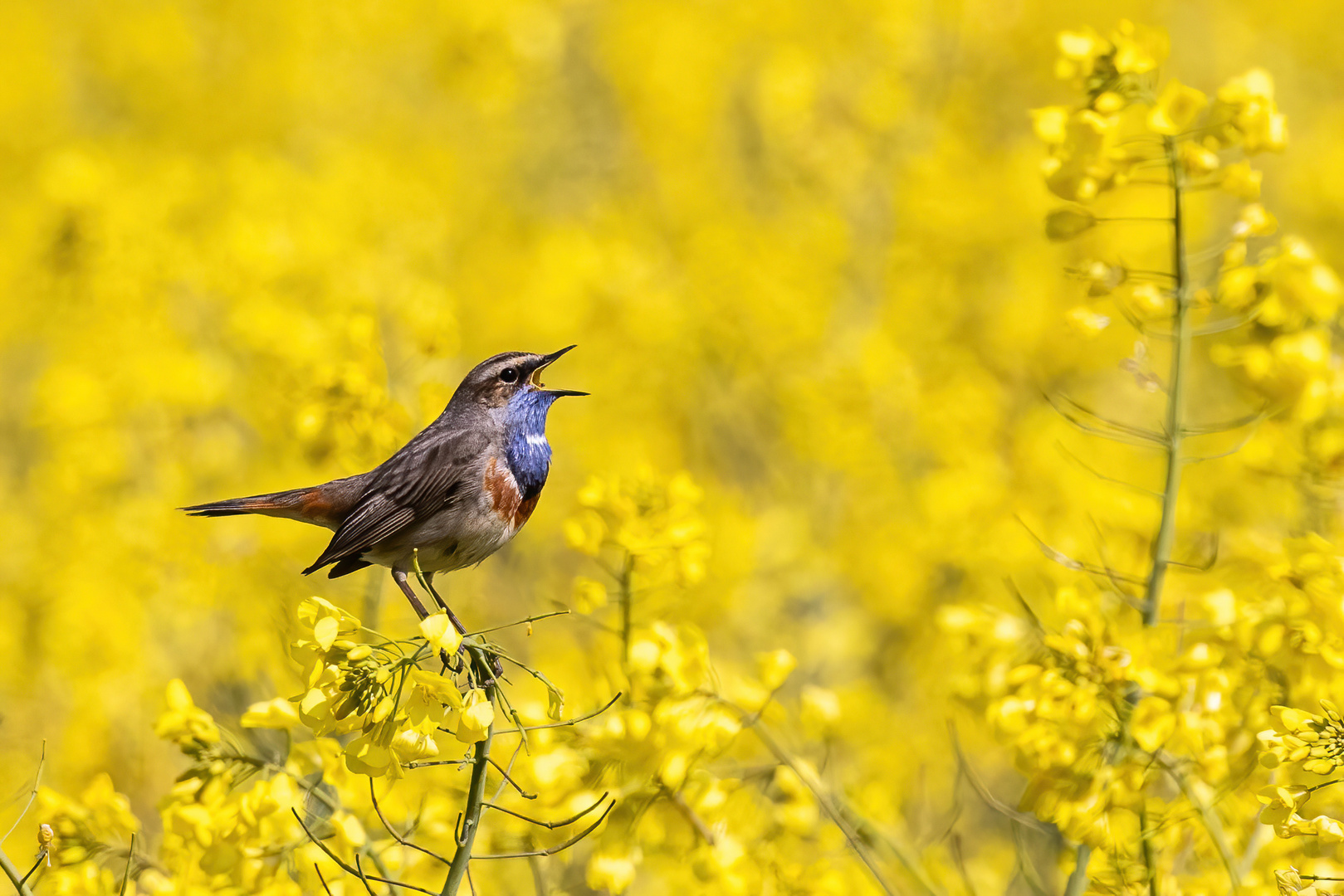 Blaukehlchen im Raps