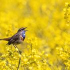 Blaukehlchen im Raps