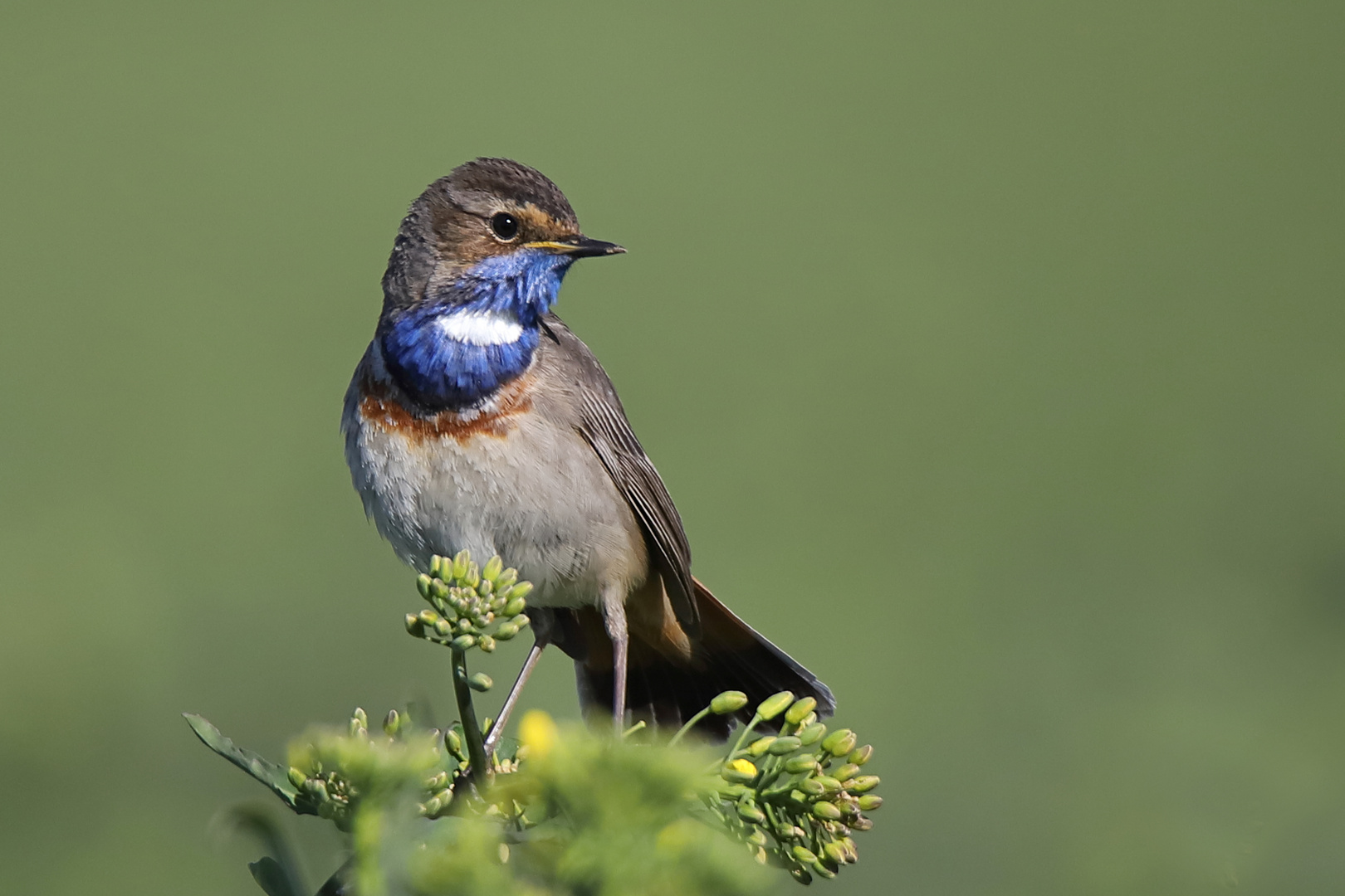 Blaukehlchen im Raps