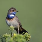 Blaukehlchen im Raps