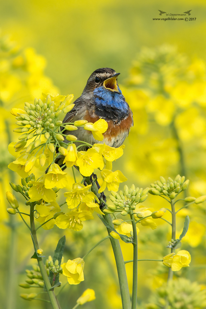 Blaukehlchen im Raps