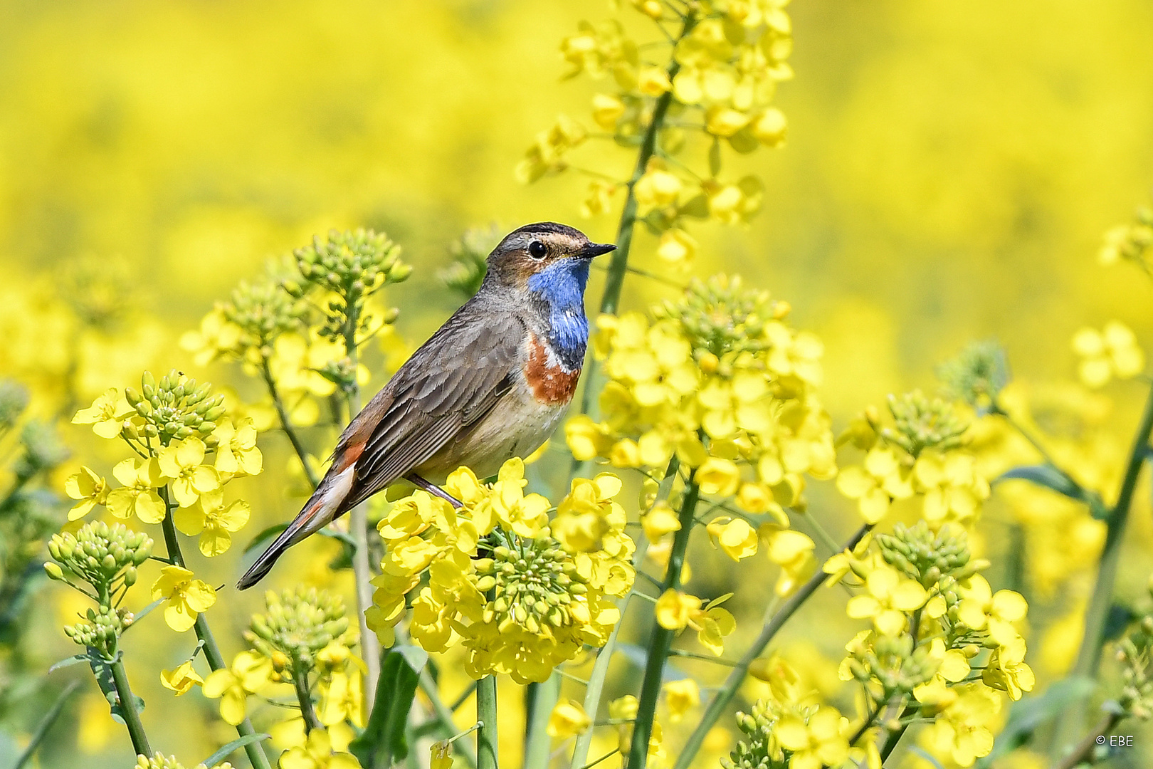 Blaukehlchen im Rapsfeld