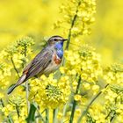 Blaukehlchen im Rapsfeld