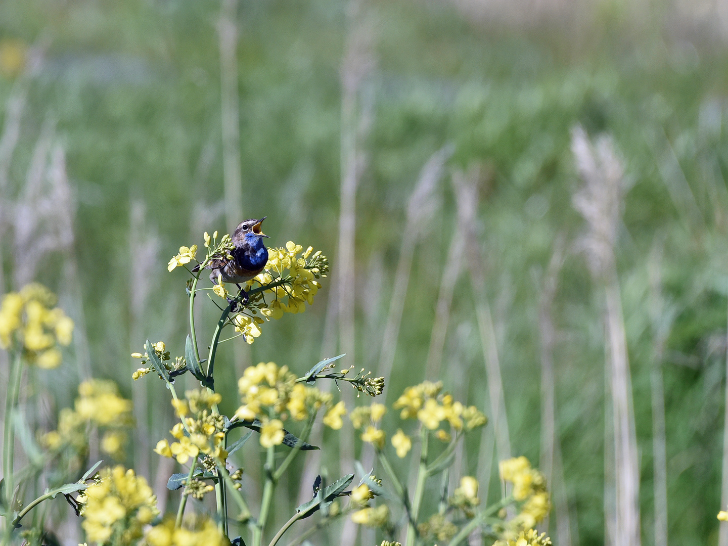 Blaukehlchen im Rapsfeld