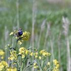 Blaukehlchen im Rapsfeld