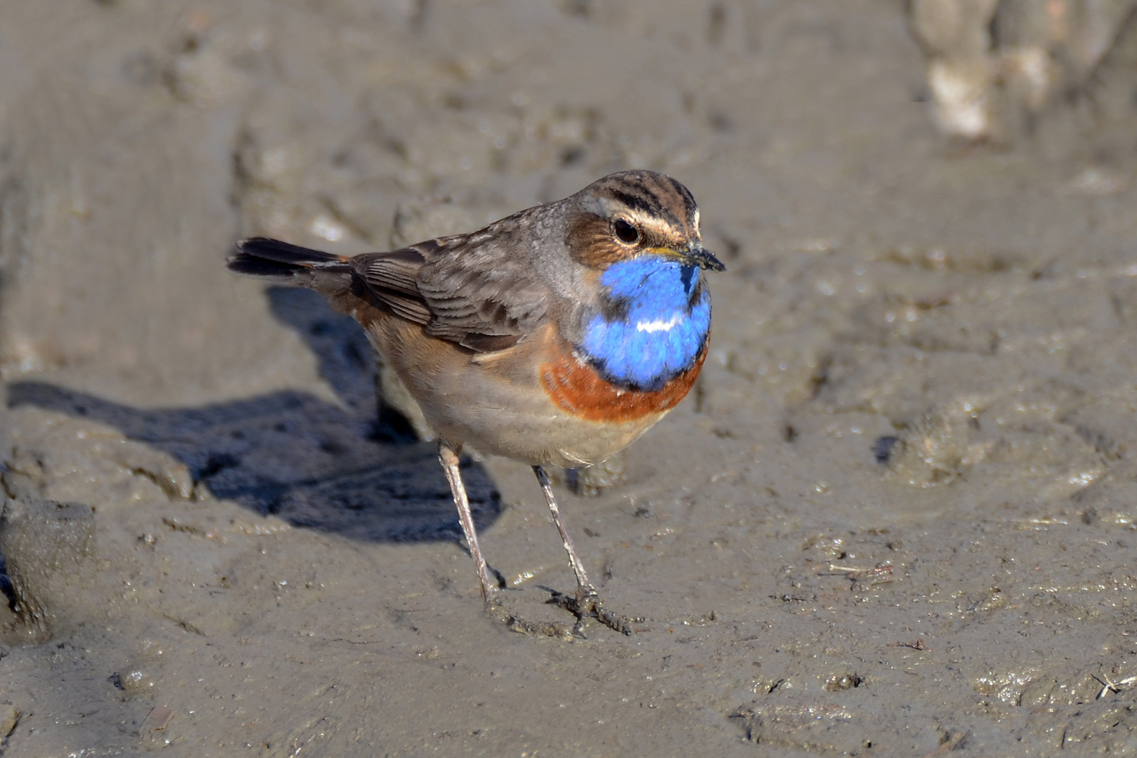 Blaukehlchen im Ried