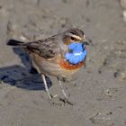 Blaukehlchen im Ried