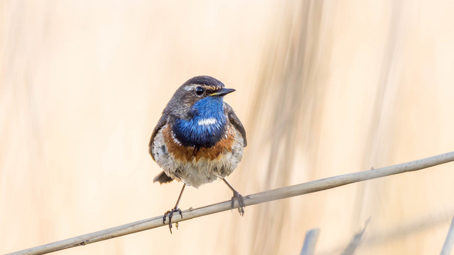 Blaukehlchen im Schilf