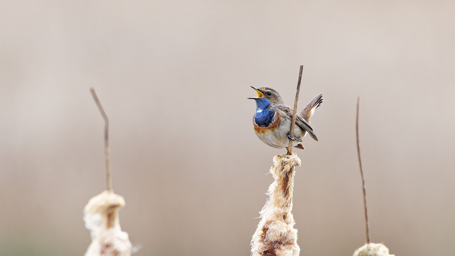 Blaukehlchen im Schilf