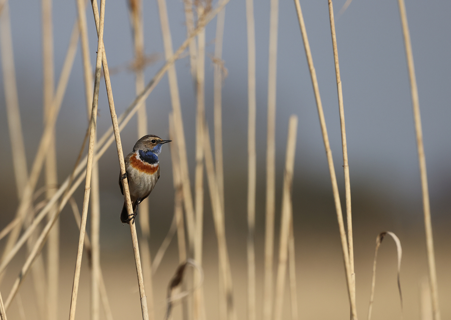 Blaukehlchen im Schilf.