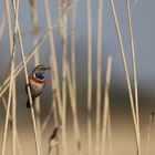 Blaukehlchen im Schilf.