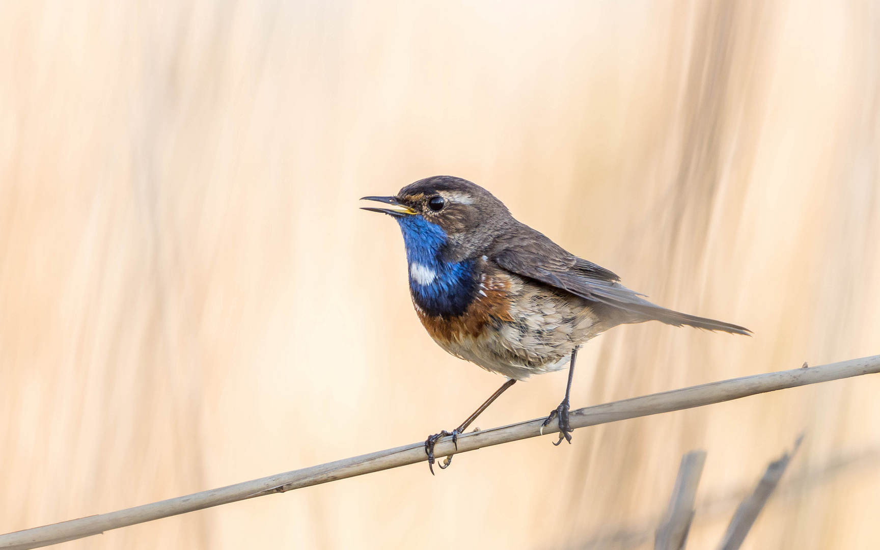 Blaukehlchen im Schilf