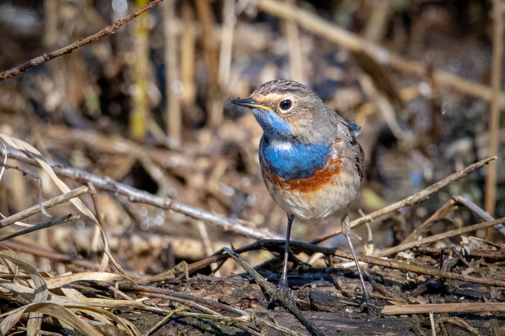 Blaukehlchen im Schilf