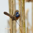 Blaukehlchen im Schilf