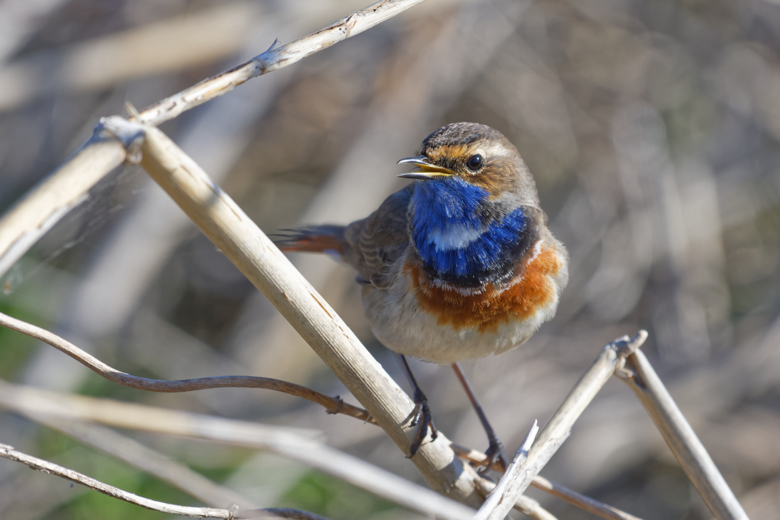 -  Blaukehlchen im Schilfbruch  -