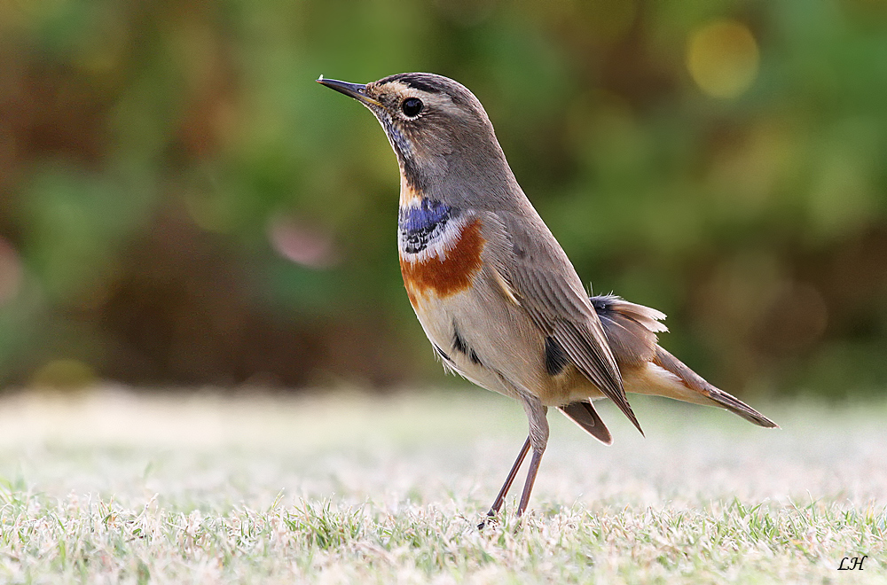 Blaukehlchen im sonnigen Ägypten