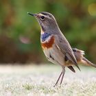 Blaukehlchen im sonnigen Ägypten