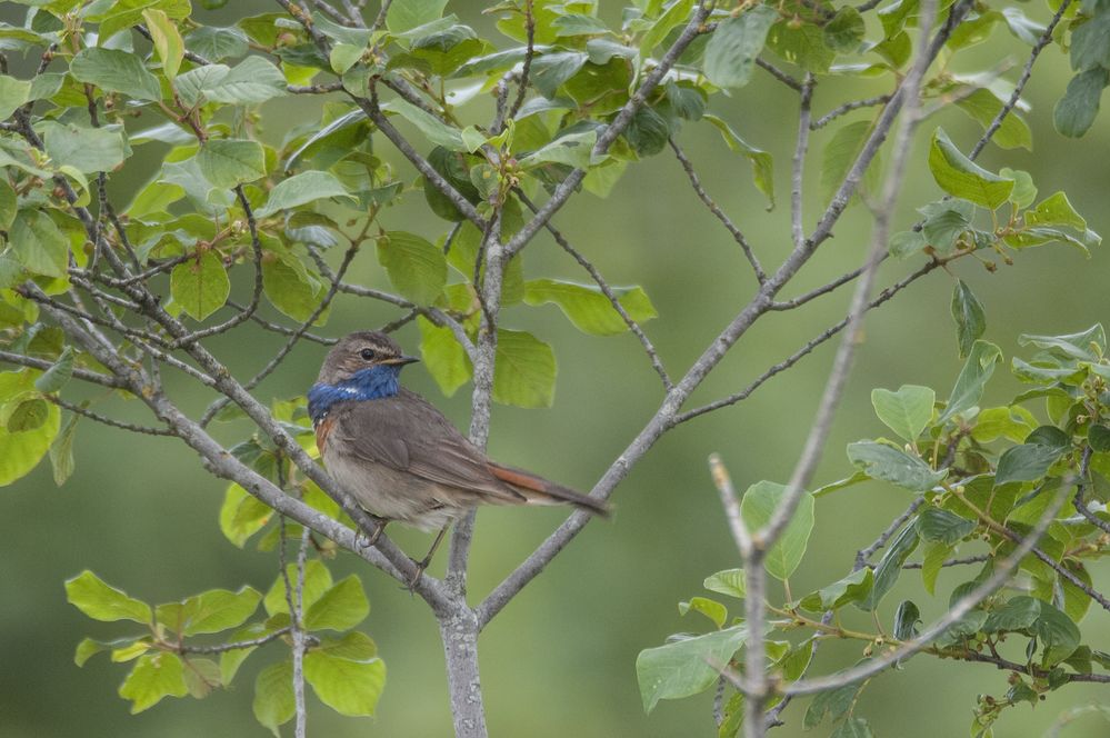 Blaukehlchen im Wesuweer Moor