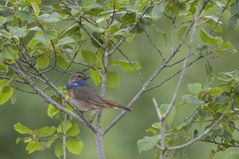 Blaukehlchen im Wesuweer Moor