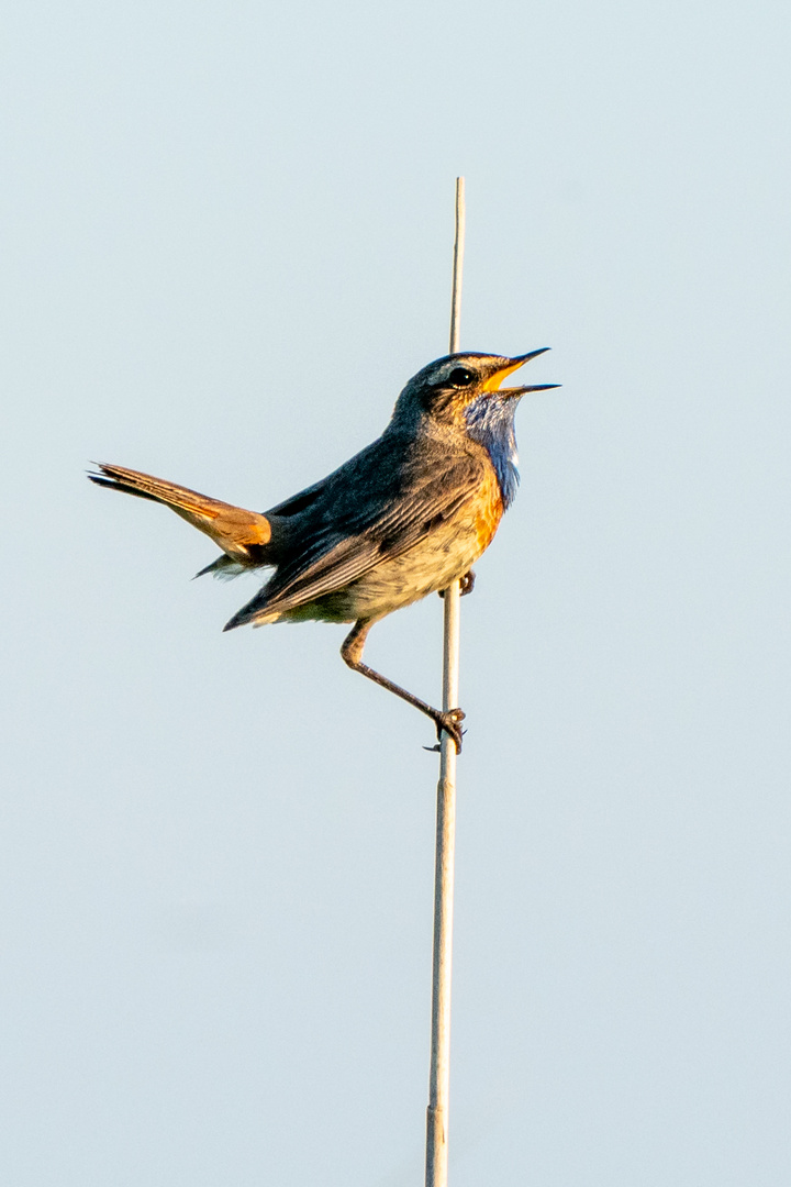 Blaukehlchen in der Abendsonne