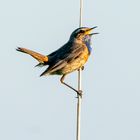 Blaukehlchen in der Abendsonne