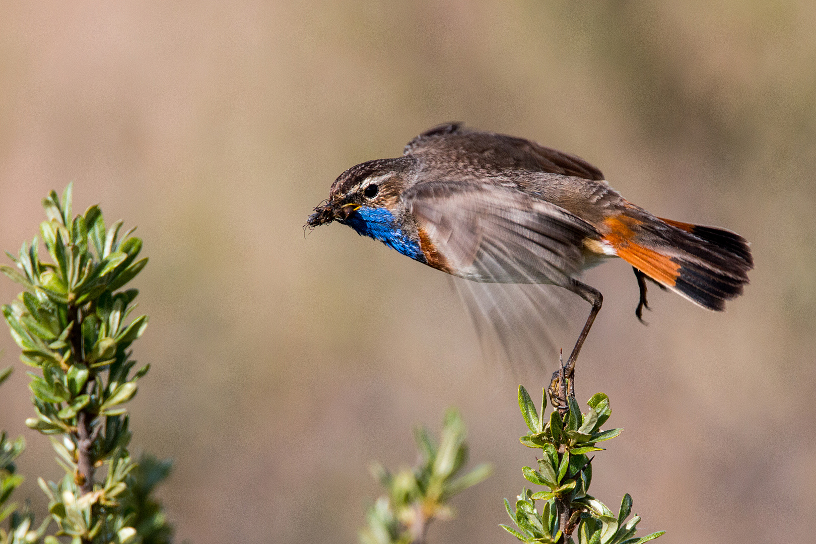 Blaukehlchen in der Startphase