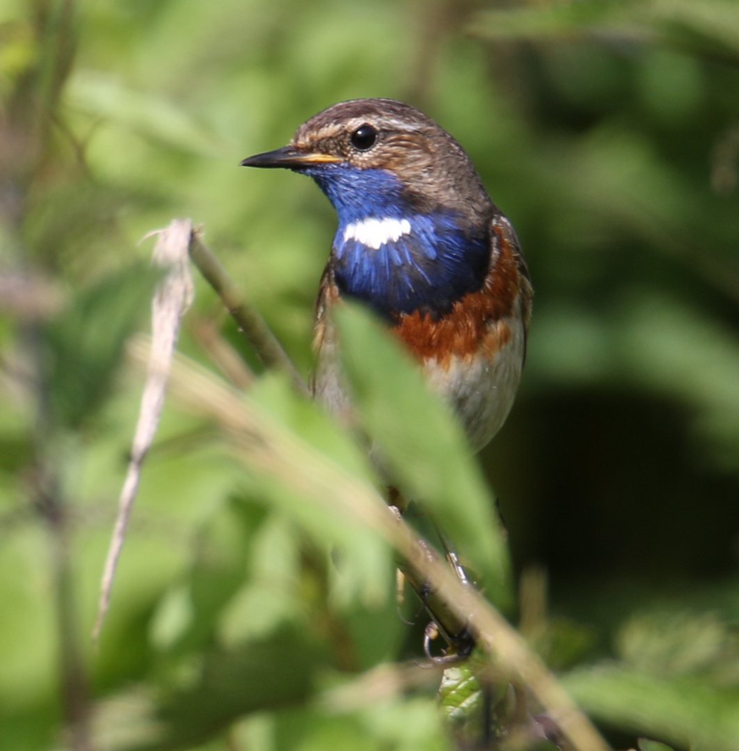 Blaukehlchen in Münster