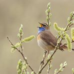 Blaukehlchen in natürlicher Umgebung