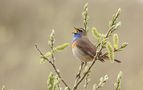 Blaukehlchen in natürlicher Umgebung von Heinz Schmalenstroth