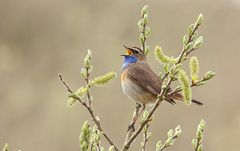 Blaukehlchen in natürlicher Umgebung