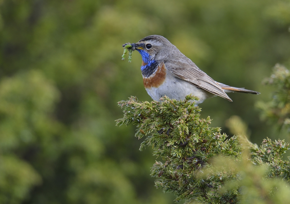 Blaukehlchen in Norwegen