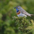 Blaukehlchen in Norwegen