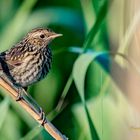 Blaukehlchen Jungvogel