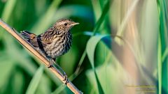 Blaukehlchen Jungvogel