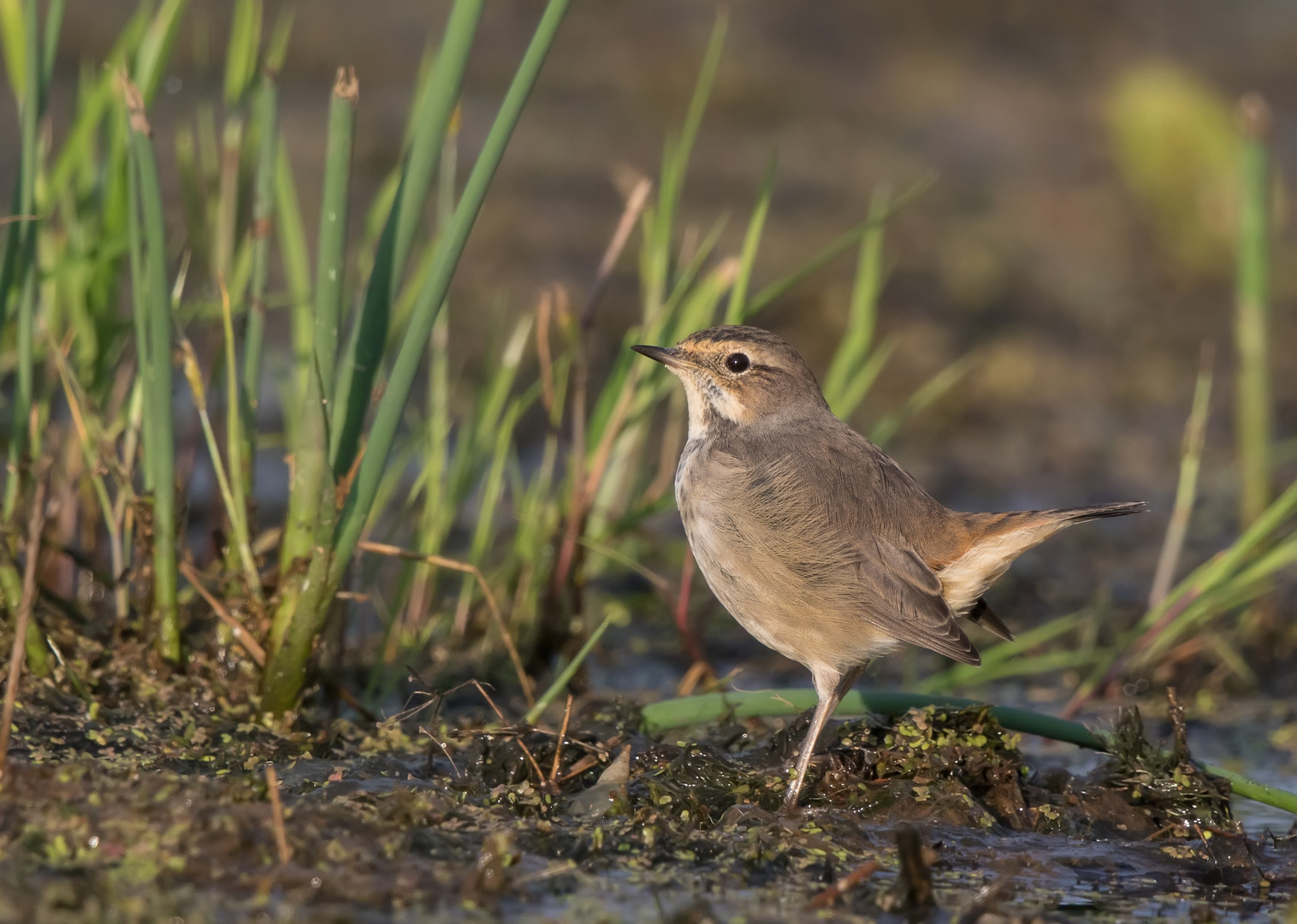 Blaukehlchen Jungvogel