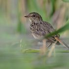 Blaukehlchen Jungvogel - (Luscinia svecica, Syn.: Cyanecula svecica, Cyanosylvia svecica)