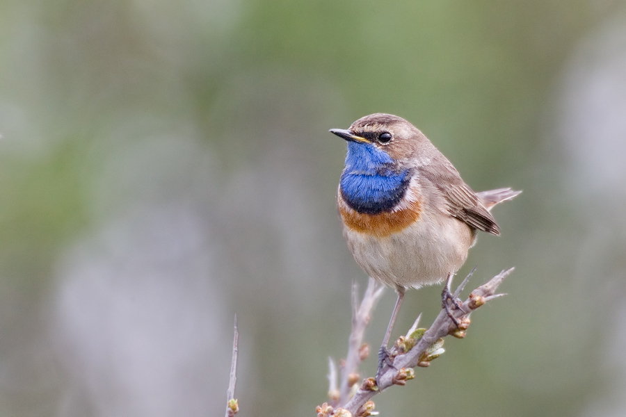 Blaukehlchen (Luscinia svecica)