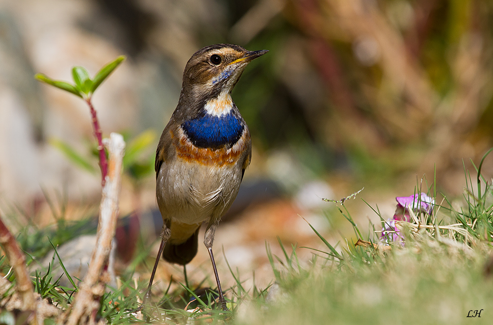 Blaukehlchen ( Luscinia svecica )